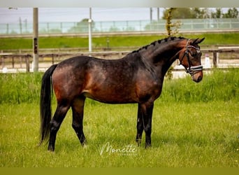 KWPN, Caballo castrado, 4 años, 158 cm, Castaño