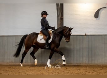 KWPN, Caballo castrado, 4 años, 158 cm, Castaño