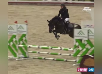 KWPN, Caballo castrado, 4 años, 160 cm, Castaño oscuro