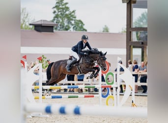 KWPN, Caballo castrado, 4 años, 160 cm, Castaño oscuro