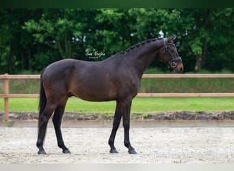 KWPN, Caballo castrado, 4 años, 161 cm, Castaño oscuro