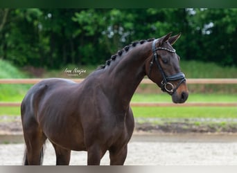 KWPN, Caballo castrado, 4 años, 161 cm, Castaño oscuro