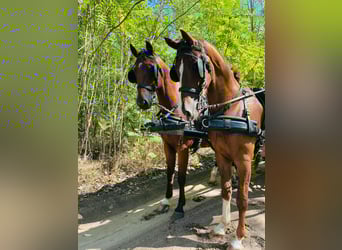 KWPN, Caballo castrado, 4 años, 162 cm, Alazán-tostado