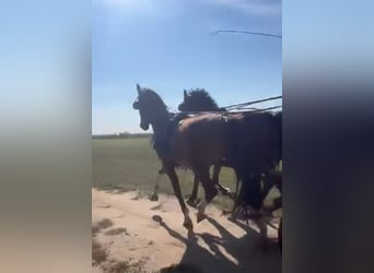 KWPN, Caballo castrado, 4 años, 162 cm, Alazán-tostado
