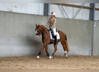 KWPN, Caballo castrado, 4 años, 162 cm, Castaño rojizo