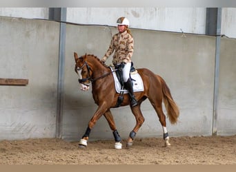 KWPN, Caballo castrado, 4 años, 162 cm, Castaño rojizo