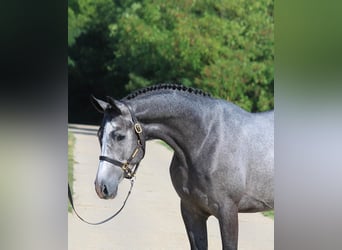 KWPN, Caballo castrado, 4 años, 162 cm, Tordo