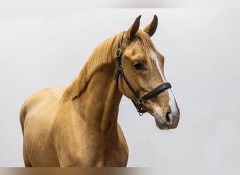 KWPN, Caballo castrado, 4 años, 163 cm, Alazán