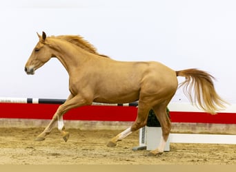 KWPN, Caballo castrado, 4 años, 163 cm, Alazán