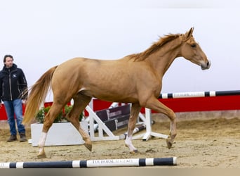 KWPN, Caballo castrado, 4 años, 163 cm, Alazán