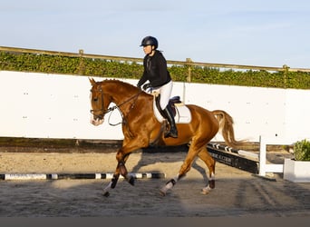 KWPN, Caballo castrado, 4 años, 163 cm, Alazán