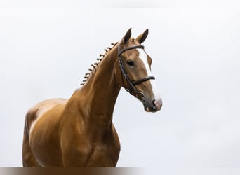 KWPN, Caballo castrado, 4 años, 163 cm, Alazán