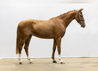 KWPN, Caballo castrado, 4 años, 163 cm, Alazán