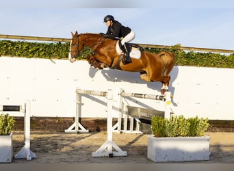 KWPN, Caballo castrado, 4 años, 163 cm, Alazán