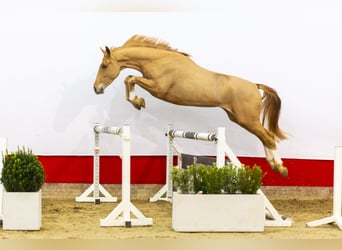 KWPN, Caballo castrado, 4 años, 163 cm, Alazán