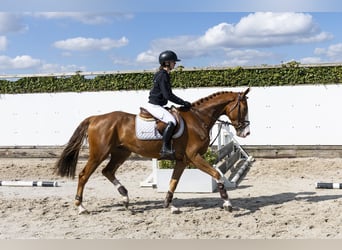 KWPN, Caballo castrado, 4 años, 163 cm