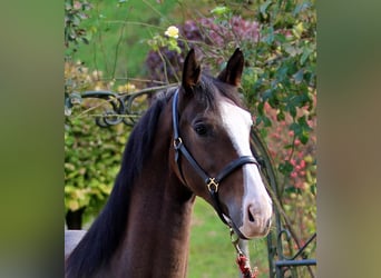 KWPN, Caballo castrado, 4 años, 163 cm, Castaño