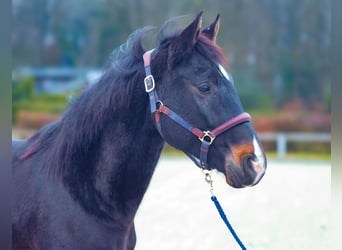 KWPN, Caballo castrado, 4 años, 163 cm, Castaño oscuro