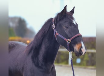 KWPN, Caballo castrado, 4 años, 163 cm, Castaño oscuro