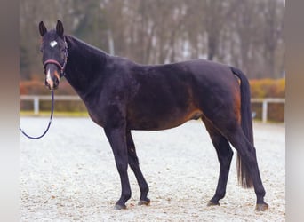 KWPN, Caballo castrado, 4 años, 163 cm, Castaño oscuro