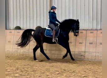 KWPN, Caballo castrado, 4 años, 163 cm, Castaño oscuro