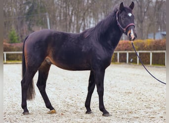 KWPN, Caballo castrado, 4 años, 163 cm, Castaño oscuro