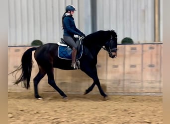 KWPN, Caballo castrado, 4 años, 163 cm, Castaño oscuro