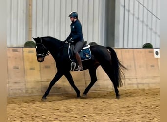 KWPN, Caballo castrado, 4 años, 163 cm, Castaño oscuro