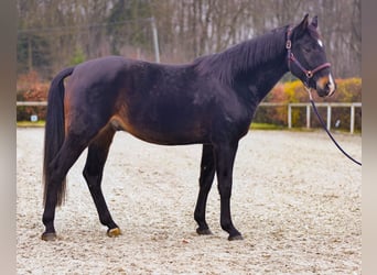 KWPN, Caballo castrado, 4 años, 163 cm, Castaño oscuro