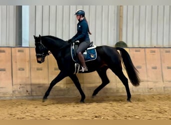 KWPN, Caballo castrado, 4 años, 163 cm, Castaño oscuro