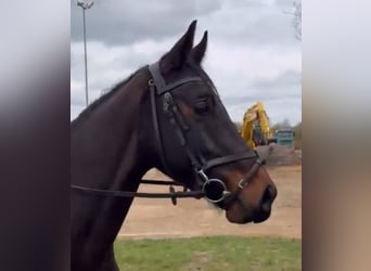KWPN, Caballo castrado, 4 años, 163 cm, Castaño oscuro
