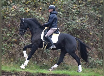 KWPN, Caballo castrado, 4 años, 163 cm, Negro