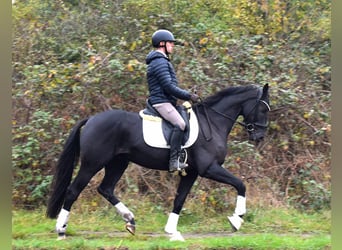 KWPN, Caballo castrado, 4 años, 163 cm, Negro