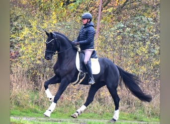 KWPN, Caballo castrado, 4 años, 163 cm, Negro