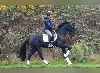 KWPN, Caballo castrado, 4 años, 163 cm, Negro