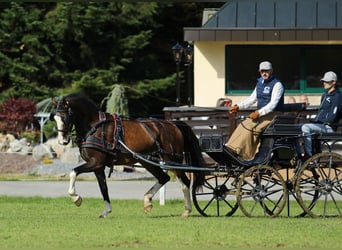 KWPN, Caballo castrado, 4 años, 164 cm, Castaño