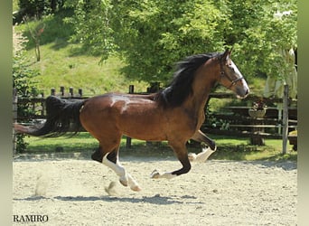 KWPN, Caballo castrado, 4 años, 164 cm, Castaño