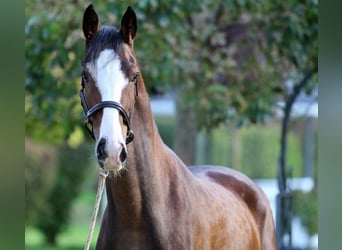 KWPN, Caballo castrado, 4 años, 164 cm, Castaño
