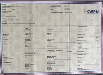 KWPN, Caballo castrado, 4 años, 164 cm, Castaño