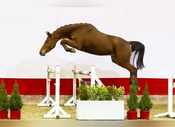 KWPN, Caballo castrado, 4 años, 164 cm, Castaño