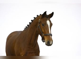 KWPN, Caballo castrado, 4 años, 164 cm, Castaño