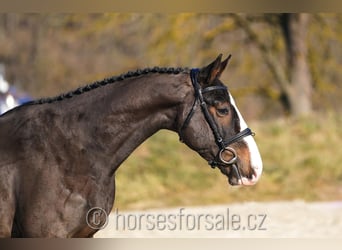 KWPN, Caballo castrado, 4 años, 164 cm, Castaño