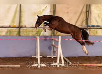 KWPN, Caballo castrado, 4 años, 164 cm, Castaño