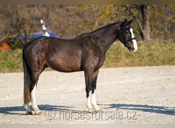 KWPN, Caballo castrado, 4 años, 164 cm, Castaño