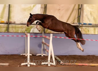 KWPN, Caballo castrado, 4 años, 164 cm, Castaño