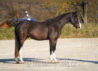 KWPN, Caballo castrado, 4 años, 164 cm, Castaño