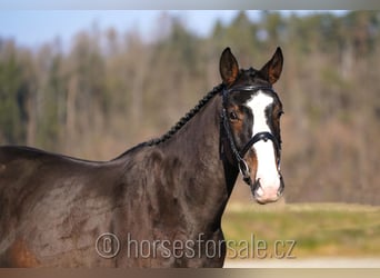 KWPN, Caballo castrado, 4 años, 164 cm, Castaño