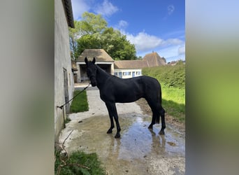 KWPN, Caballo castrado, 4 años, 164 cm, Negro