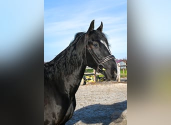 KWPN Mestizo, Caballo castrado, 4 años, 164 cm, Negro