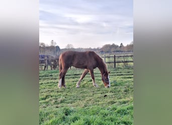 KWPN, Caballo castrado, 4 años, 165 cm, Alazán